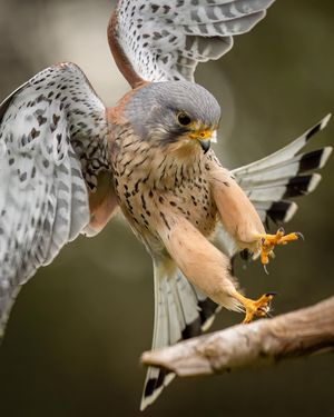 Image post by @bbcearth on Instagram