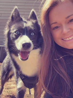 Image post by @tux_the_blue_pomsky on Instagram