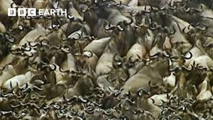 Video post by @bbcearth on YouTube