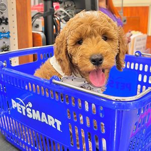 Image post by @petsmart on Instagram