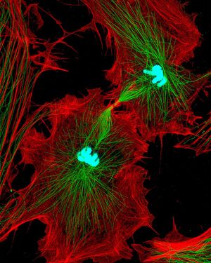 Image post by @biohub on Instagram