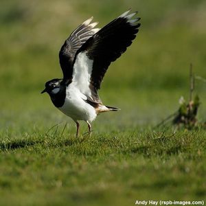 Image post by @rspb on Instagram