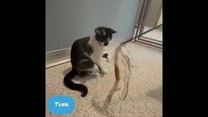 Video post by @butlereaglenews on YouTube