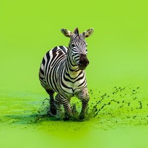 Image post by @discovery on Instagram