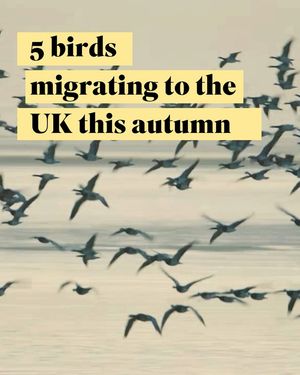 Image post by @rspb on Instagram