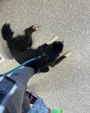 Image post by @tux_the_blue_pomsky on Instagram