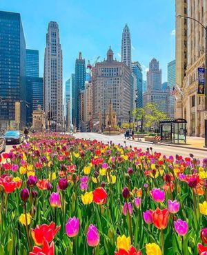 Image post by @chicago.explore on Instagram