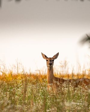 Image post by @okwildlifedept on Instagram