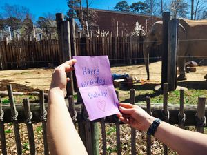 Image post by @bhamzoo on Instagram