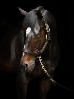 Image post by @juddmonte on Instagram