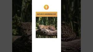 Video post by @curiositystreaming on YouTube