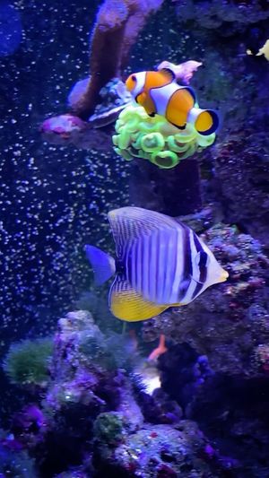 Video post by @aqualupi on Instagram