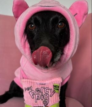 Image post by @official_percypig on Instagram