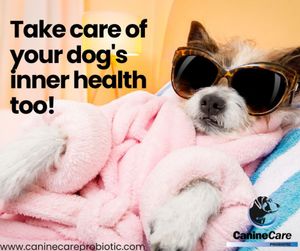 Image post by @caninecareprobiotic on Instagram
