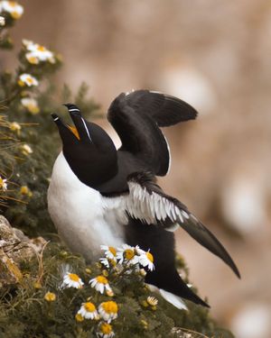Image post by @rspb on Instagram