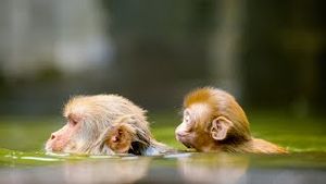 Video post by @bbcearth on YouTube