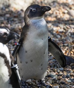 Image post by @sandiegozoo on Instagram