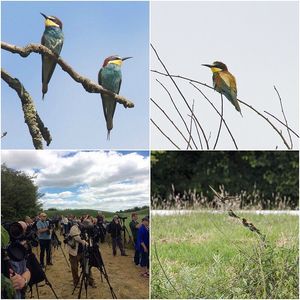 Image post by @rspb on Instagram