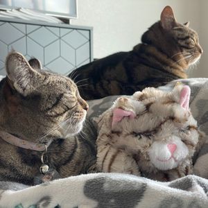 Image post by @originalsnugglepuppy on Instagram