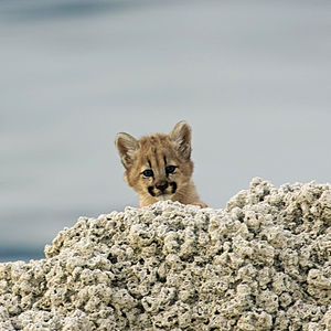 Image post by @bbcearth on Instagram