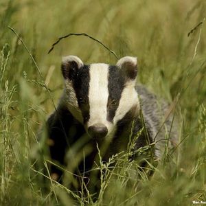 Image post by @rspb on Instagram