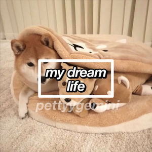 Image post by @scftcorgi on Instagram