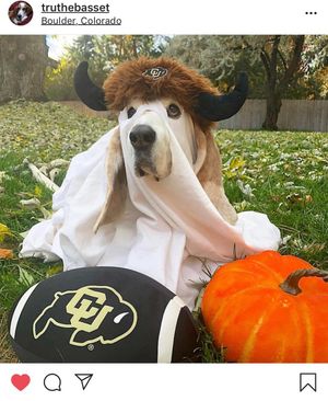 Image post by @cubuffs on Instagram