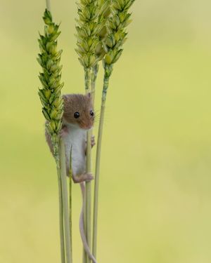 Image post by @rspb on Instagram