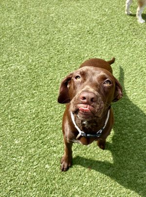 Image post by @dogtopiagr on Instagram