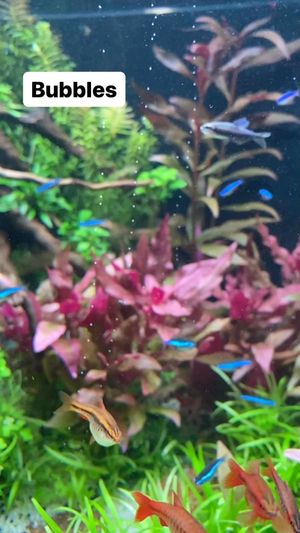 Video post by @aqualupi on Instagram