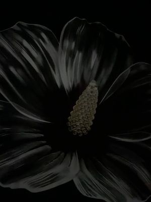 Video post by @135817553150987 on Facebook