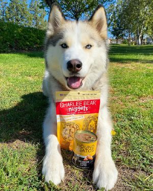 Image post by @charlee_bear_dogtreats on Instagram