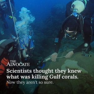 Image post by @theadvocatebr on Instagram