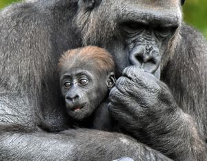 Image post by @detroitzoo on Instagram