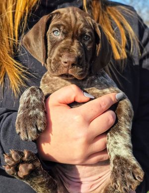 Image post by @tripleflushkennel on Instagram