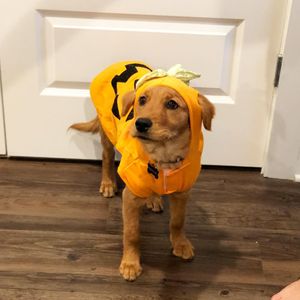 Image post by @pancake.thegolden on Instagram
