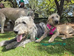 Image post by @thesavannahwolfhound on Instagram