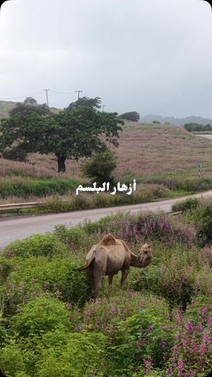 Video post by @hmh_9 on Instagram