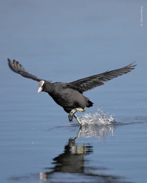 Image post by @rspb on Instagram