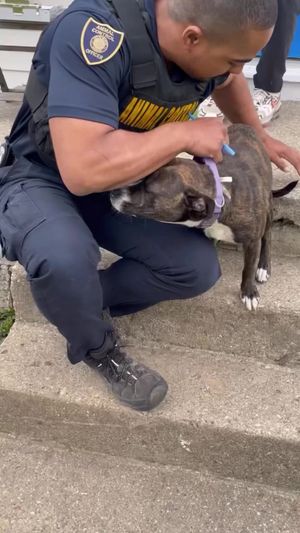 Video post by @DetroitGSD on Facebook