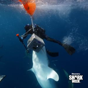 Video post by @SharkWeek on Twitter