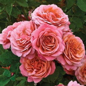 Image post by @rogersgardens on Instagram
