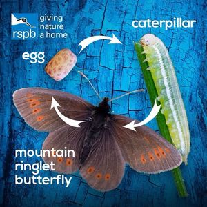 Image post by @rspb on Instagram