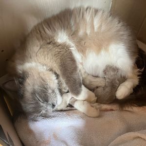 Image post by @brunrik.and.pyrene.ragdolls on Instagram