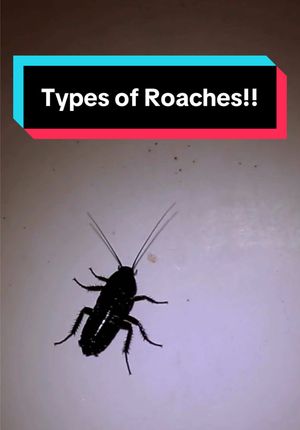 Video post by @bugbustersusa on TikTok
