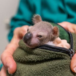 Image post by @sandiegozoo on Instagram