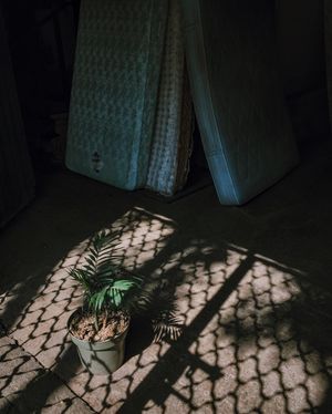 Image post by @roosanchez on Instagram
