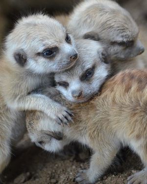 Image post by @sandiegozoo on Instagram