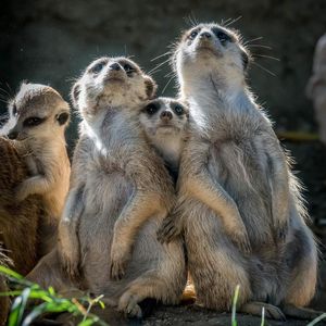 Image post by @sandiegozoo on Instagram
