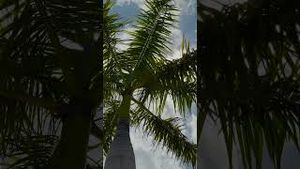 Video post by @fgcu on YouTube